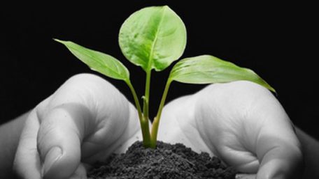 Peringati Hari Bakti Rimbawan Ke-41, Tanam Pohon Serentak di NTB