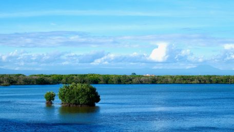 Mangrove International Day: Kenali Tujuan Pelestarian Mangrove